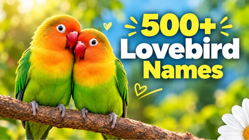 Lovebird Names